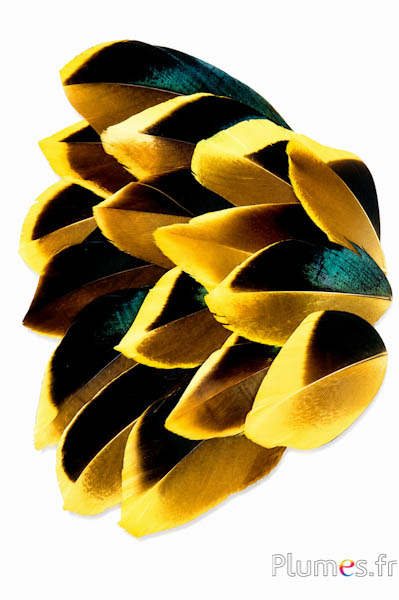 Blütenblätter aus Federn - 5-8 x 3-4 cm - gelb-schwarz